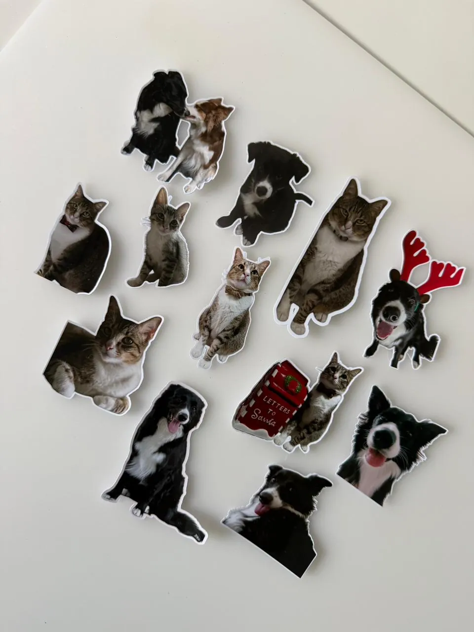 Stickers troquelados hechos con fotos reales de perros y gatos de clientes